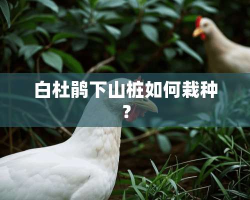 白杜鹃下山桩如何栽种？