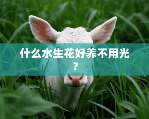 什么水生花好养不用光？