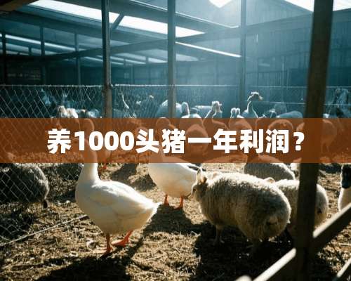 养1000头猪一年利润？