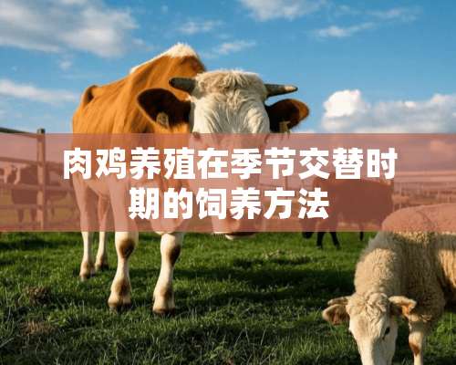 肉鸡养殖在季节交替时期的饲养方法