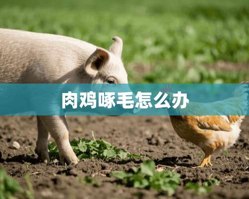 肉鸡啄毛怎么办