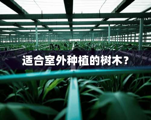 适合室外种植的树木？