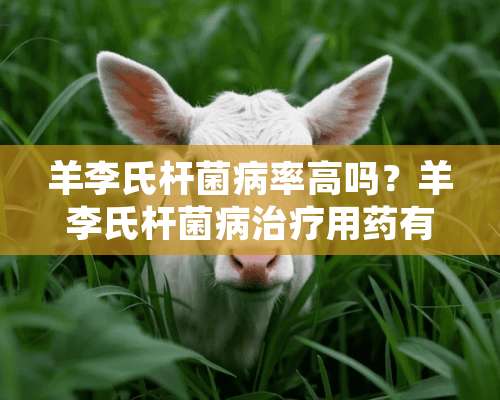 羊李氏杆菌病率高吗？羊李氏杆菌病治疗用药有哪些？