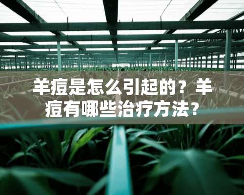 羊痘是怎么引起的？羊痘有哪些治疗方法？