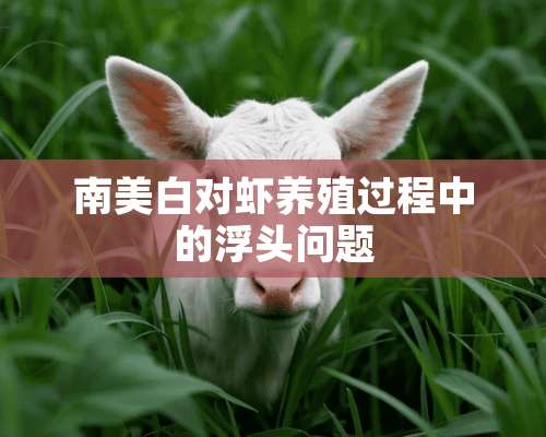 南美白对虾养殖过程中的浮头问题