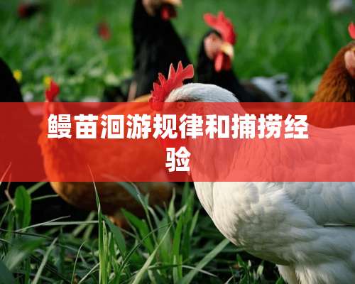 鳗苗洄游规律和捕捞经验