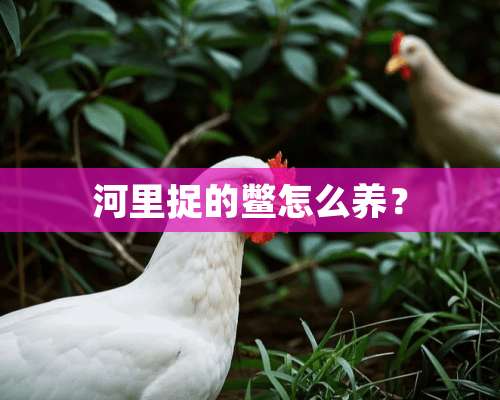 河里捉的鳖怎么养？