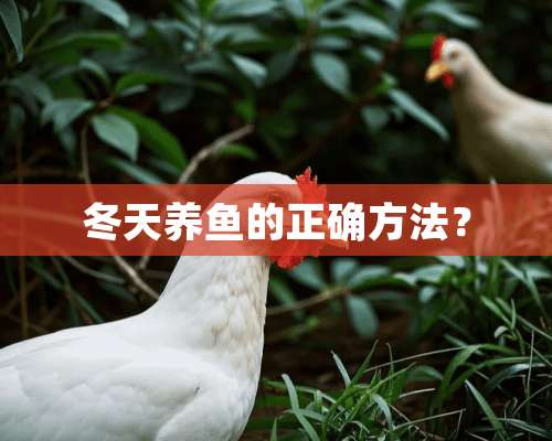 冬天养鱼的正确方法？