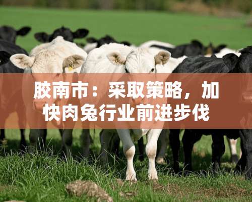 胶南市：采取策略，加快肉兔行业前进步伐