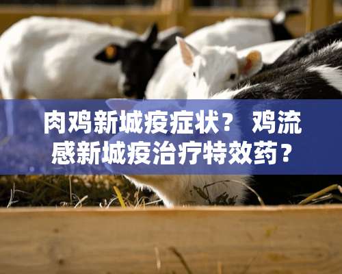 肉鸡新城疫症状？ 鸡流感新城疫治疗特效药？