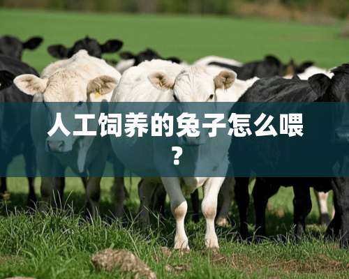 人工饲养的兔子怎么喂？