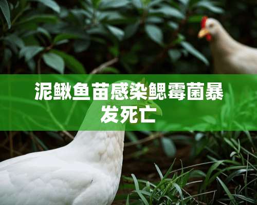 泥鳅鱼苗感染鳃霉菌暴发死亡