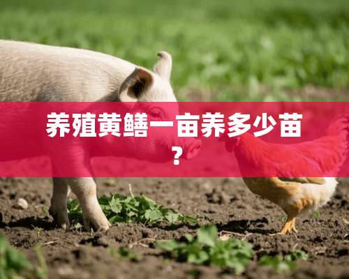 养殖黄鳝一亩养多少苗？