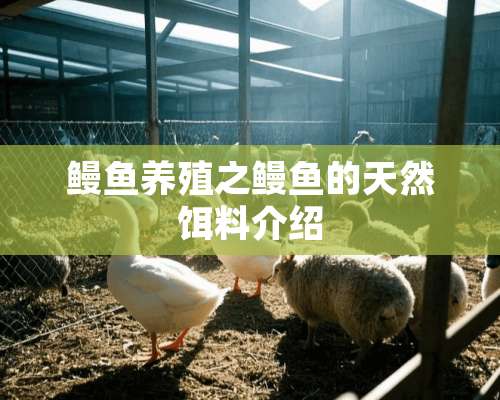 鳗鱼养殖之鳗鱼的天然饵料介绍