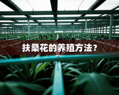 扶桑花的养殖方法？