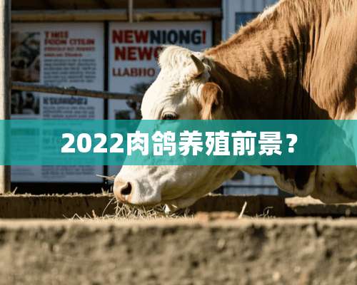 2022肉鸽养殖前景？