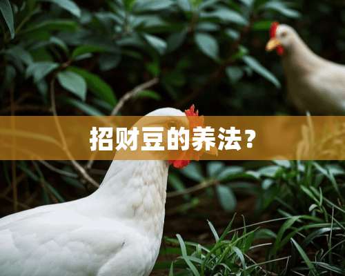 招财豆的养法？