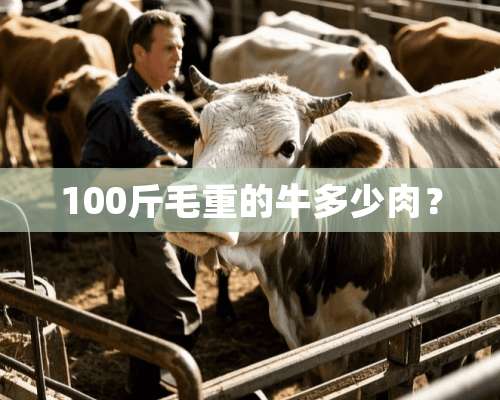 100斤毛重的牛多少肉？