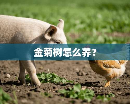 金菊树怎么养？