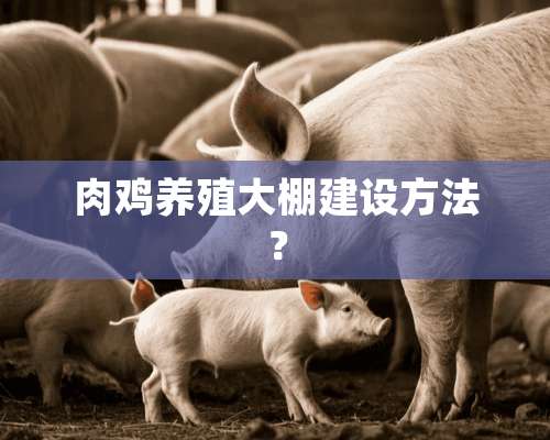 肉鸡养殖大棚建设方法？