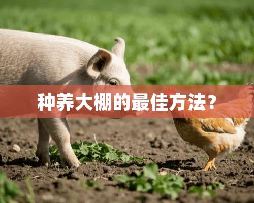 种养大棚的最佳方法？