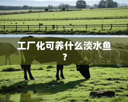 工厂化可养什么淡水鱼？