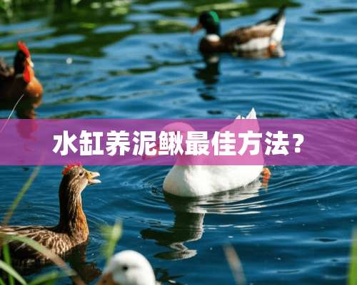 水缸养泥鳅最佳方法？