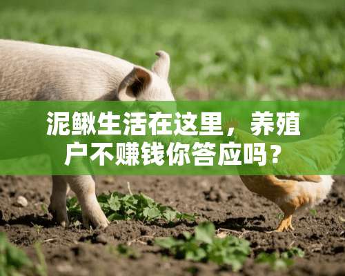 泥鳅生活在这里，养殖户不赚钱你答应吗？