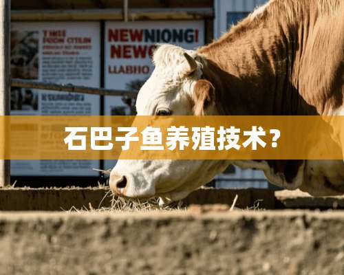 石巴子鱼养殖技术？