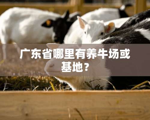 广东省哪里有养牛场或基地？