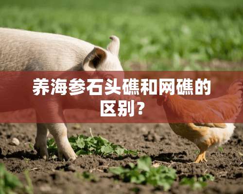 养海参石头礁和网礁的区别？