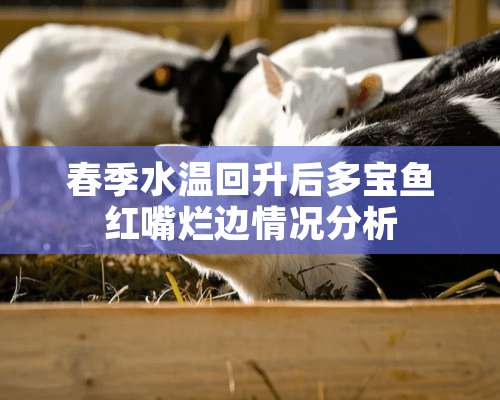 春季水温回升后多宝鱼红嘴烂边情况分析