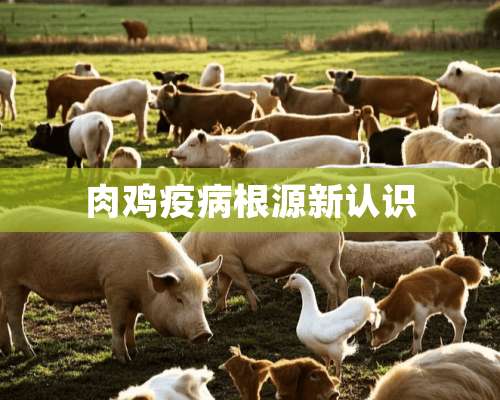 肉鸡疫病根源新认识