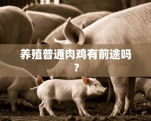 养殖普通肉鸡有前途吗？