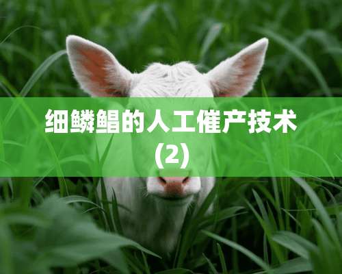 细鳞鲳的人工催产技术(2)