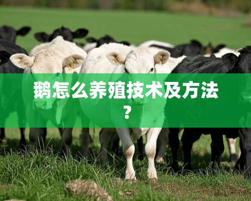 鹅怎么养殖技术及方法？