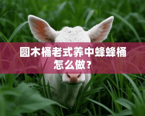 圆木桶老式养中蜂蜂桶怎么做？