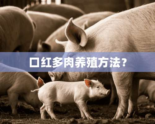 口红多肉养殖方法？