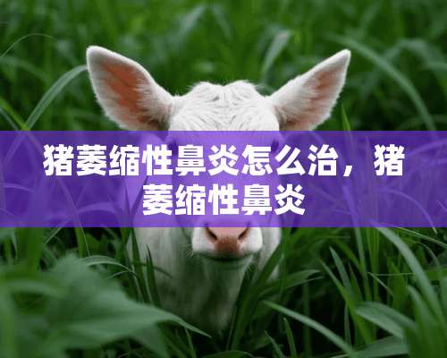 猪萎缩性鼻炎怎么治，猪萎缩性鼻炎