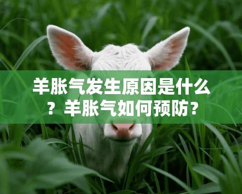 羊胀气发生原因是什么？羊胀气如何预防？