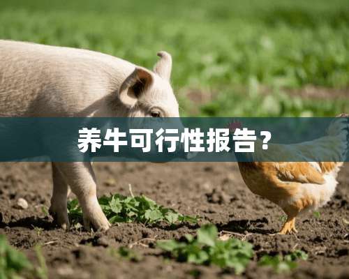 养牛可行性报告？