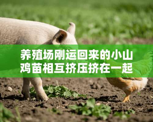 养殖场刚运回来的小山鸡苗相互挤压挤在一起相互踩，又不是打架，怎么办？