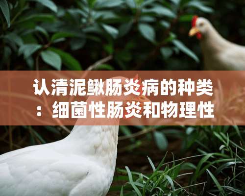 认清泥鳅肠炎病的种类：细菌性肠炎和物理性肠炎