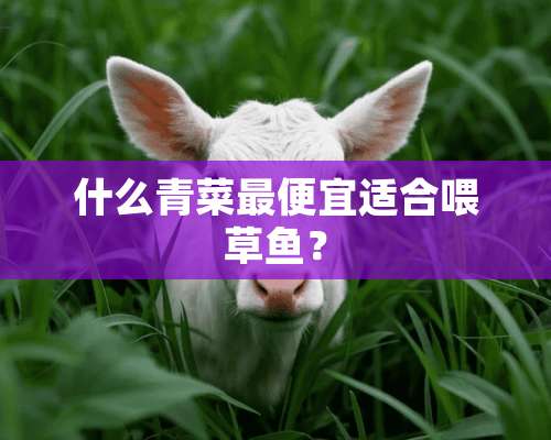 什么青菜最便宜适合喂草鱼？