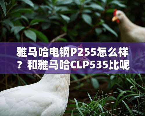 ***电钢P255怎么样？和***CLP535比呢？