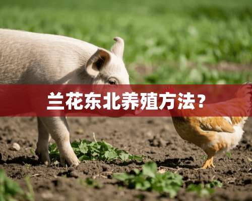 兰花东北养殖方法？