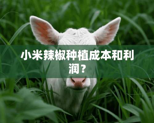 小米辣椒种植成本和利润？