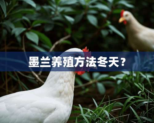 墨兰养殖方法冬天？