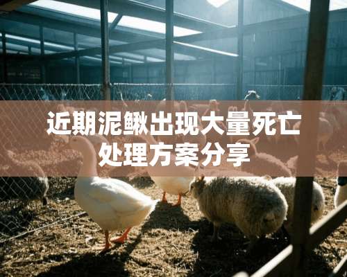 近期泥鳅出现大量死亡处理方案分享