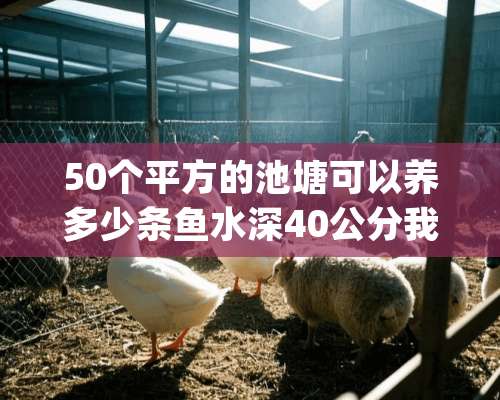 50个平方的池塘可以养多少条鱼水深40公分我想养草鱼 鲤鱼 鲫鱼)